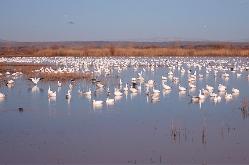 Wetland Refuge