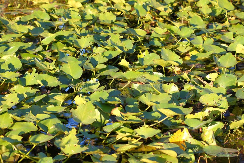 Wetland Vegetation in Florida stock images Wetland Vegetation in Florida stock images