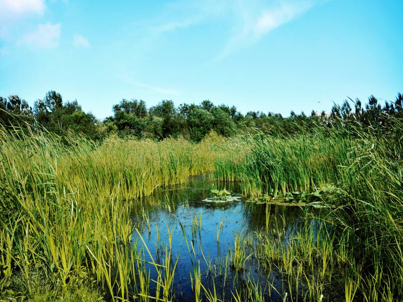 Wetland Pasture stock image. Image of pasture, clear 13083623