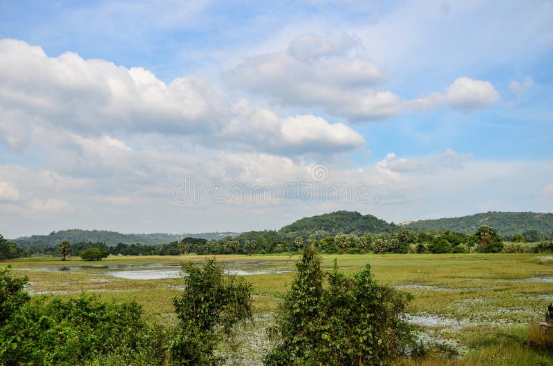 Wetlands at Adyapadi Mangalore India Stock Image Image of Wetlands at Adyapadi Mangalore India Stock Image Image of