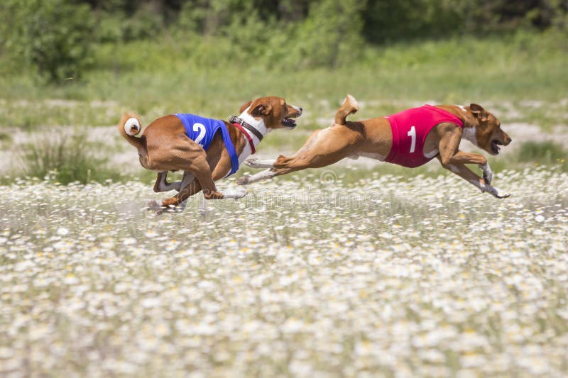 Competition dogs. Coursing. race Basenji. Competition dogs. Coursing. race Basenji