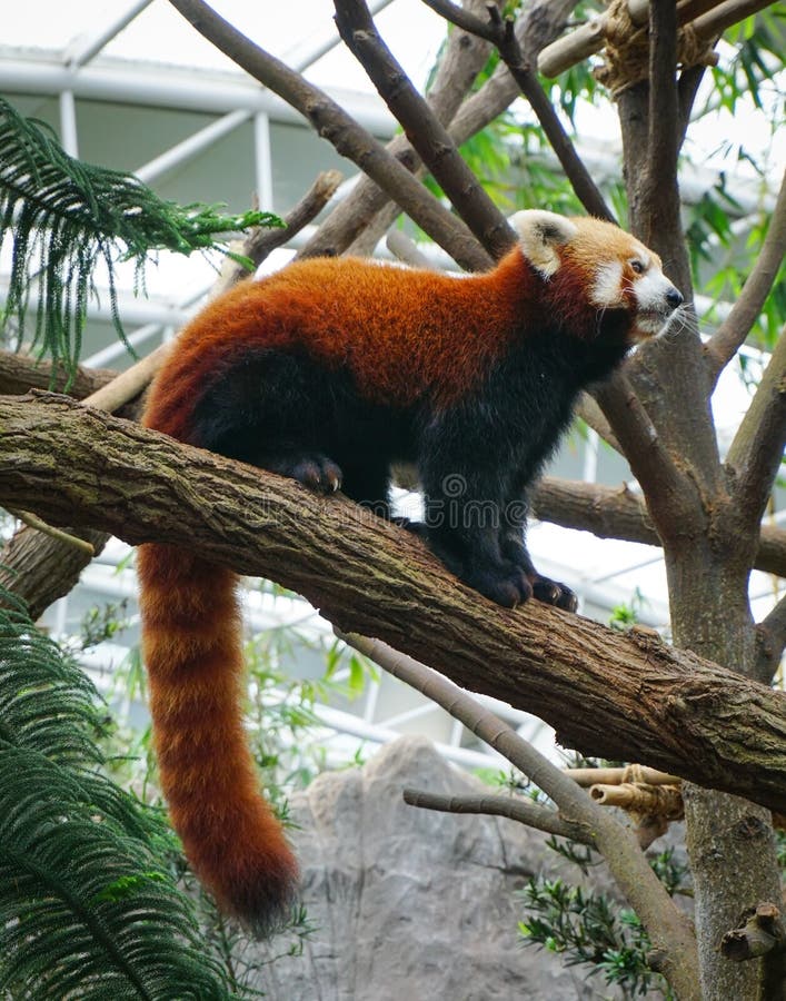 Wezel het spelen op een boom in de dierentuin stock foto