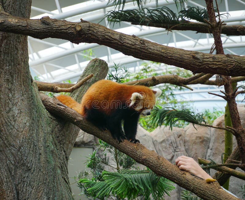 Wezel het spelen op een boom in de dierentuin royalty-vrije stock afbeelding
