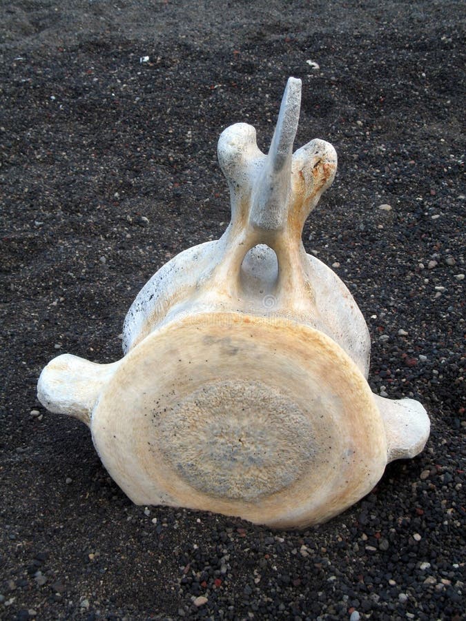 Whale bone stock images Whale bone stock images