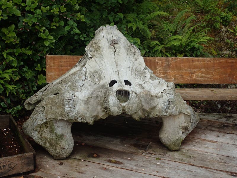 Whale bone British Columbia, Canada stock photos Whale bone British Columbia, Canada stock photos
