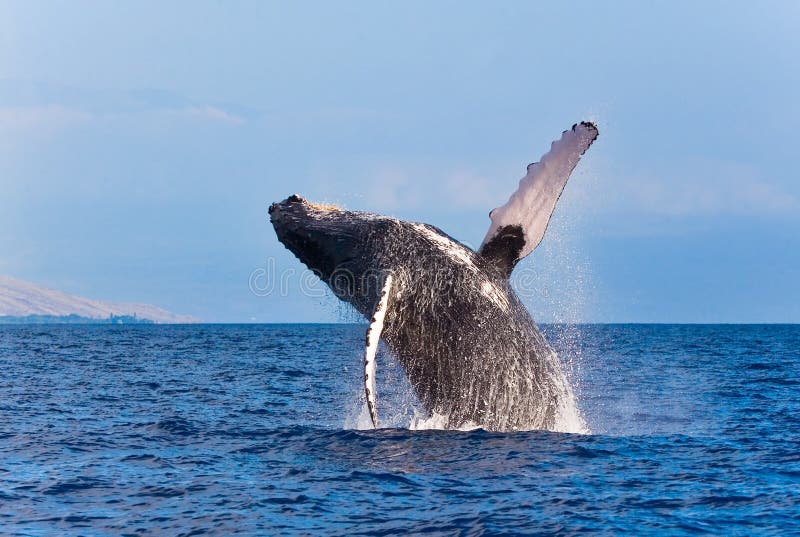 Whale breaching