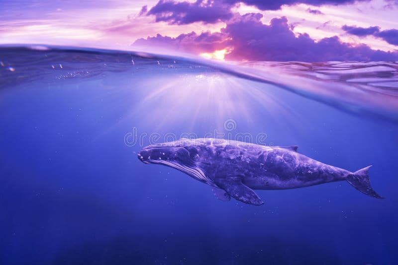 Whale in half air half sky
