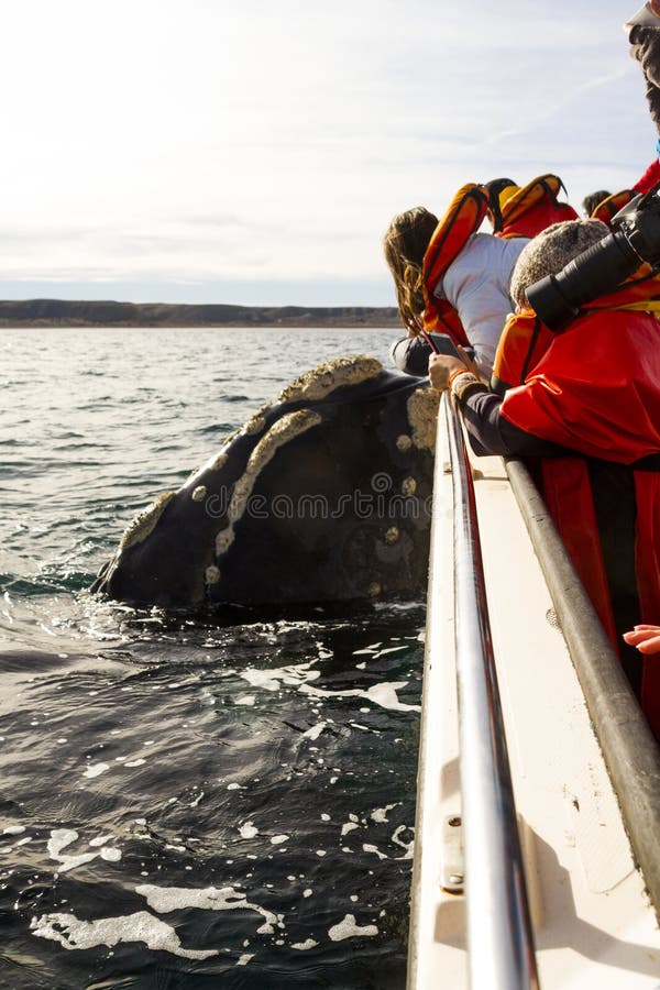 Whale near the boat stock photo. Image of marine, mammals 56516082