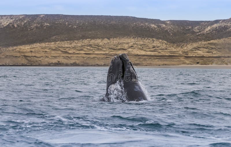 Whale Patagonia Argentina stock image. Image of madryn - 185009773