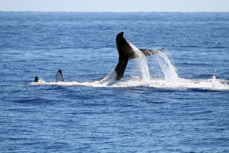 Whale playing on it s back