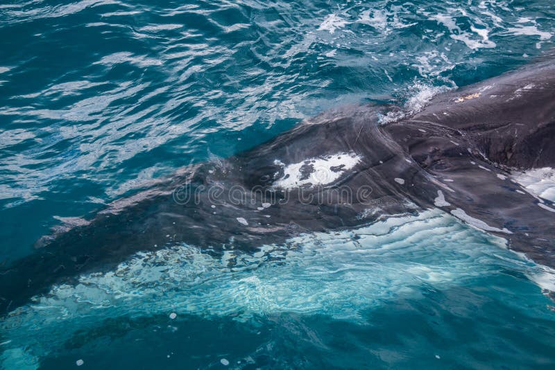 The whale`s eye is clearly visible as she watches the watchers. The whale`s eye is clearly visible as she watches the watchers