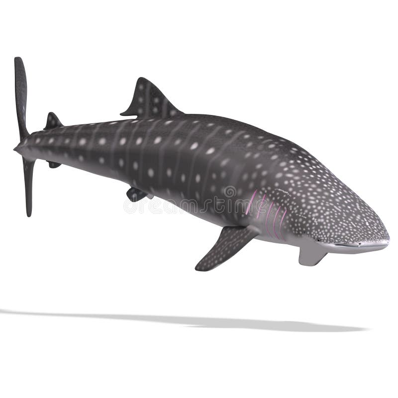 Whale shark