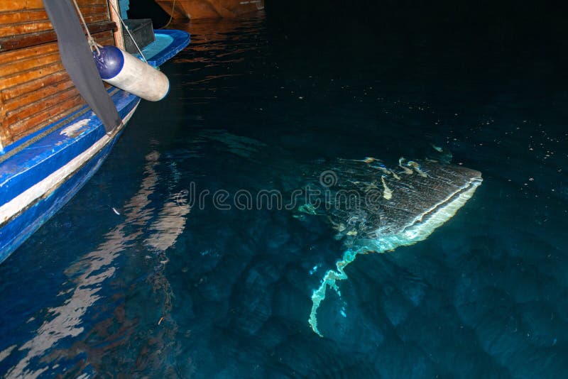 deep blue shark under boat