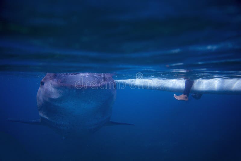 Whale shark and fisherman boat underwater photo. Whale shark closeup by sea surface.