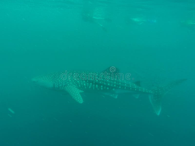 Ballena tiburón en Océano a, occidental el azul naturaleza el arruinar animales y plantas el gran nadar tailandia maldivas cancelar México las Filipinas marina hermoso delgado afuera acuoso profundo ambiente Acantilado.