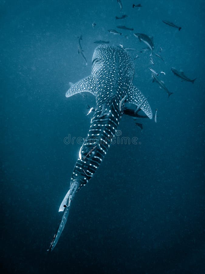 Ballena tiburón Acantilado.