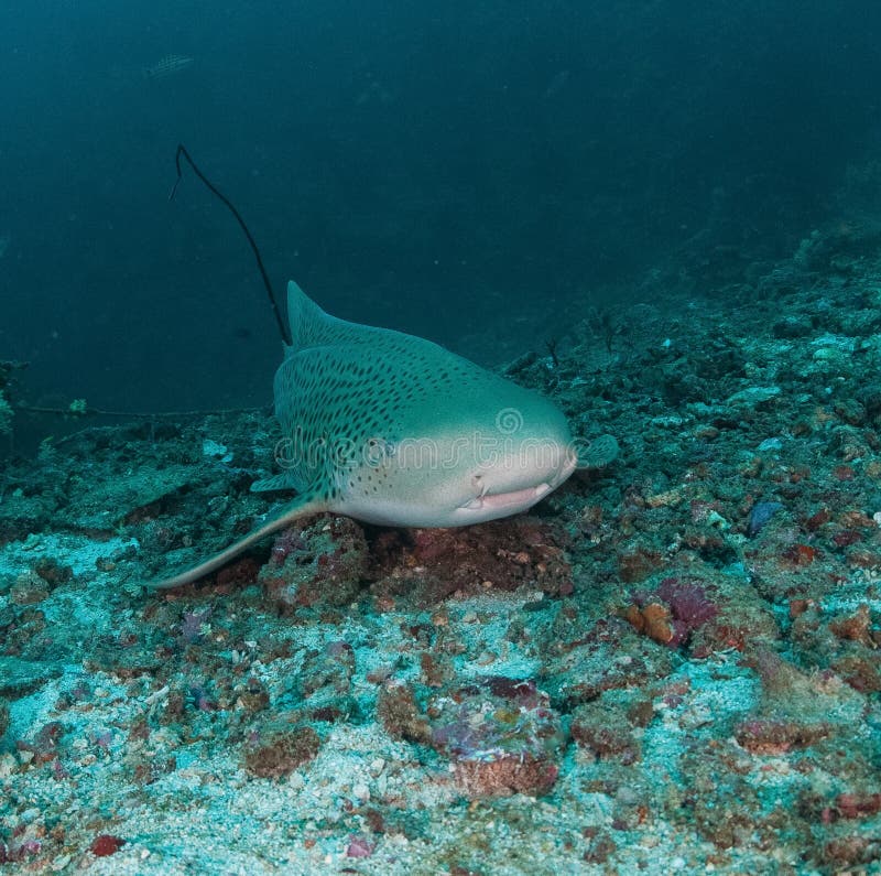 Whale shark underwater stock image. Image of water, dive - 65374989