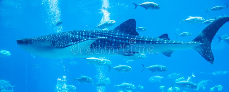 Whale sharks swimming in aquarium