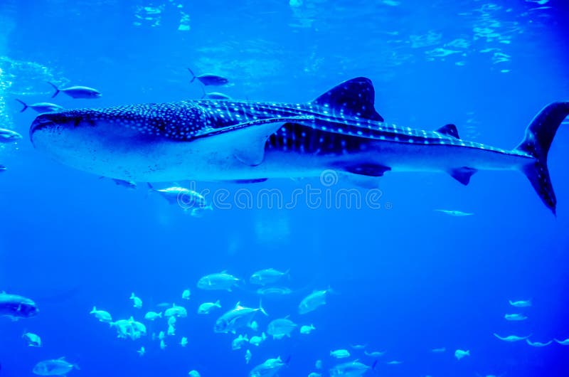 Whale sharks swimming in aquarium