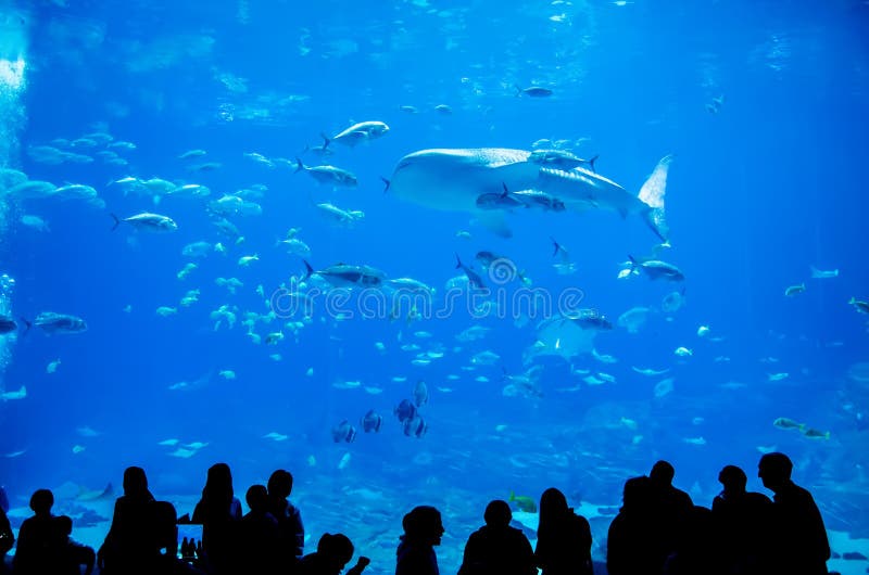 Whale sharks swimming in aquarium