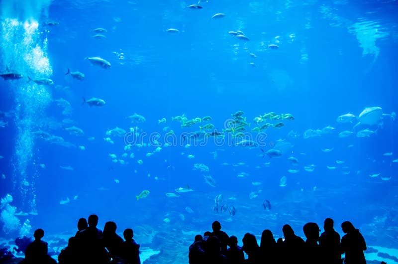 Whale sharks swimming in aquarium