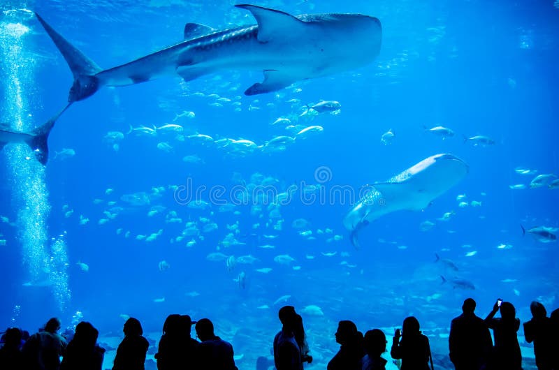 Whale sharks swimming in aquarium