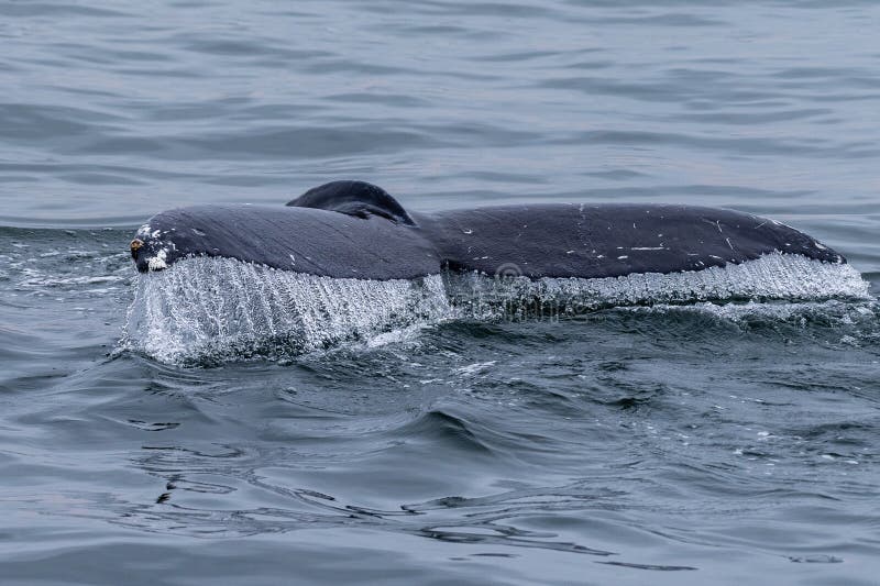 Whale Surfacing in Walvis Bay Stock Photo - Image of breach, mammal ...