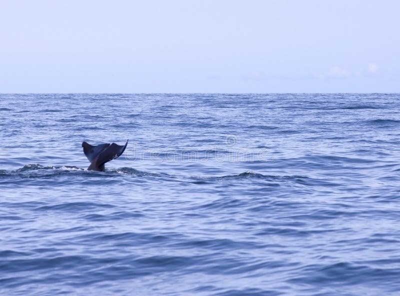 whale tailn Free