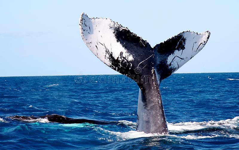 Feliz coincidencia de joroba ballena.