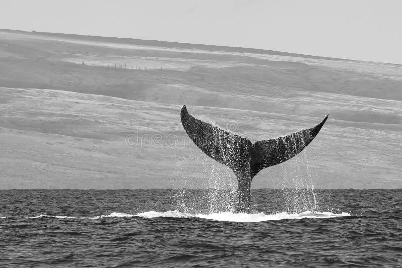 Whale Tail Close Up Dripping Water Black and White. 