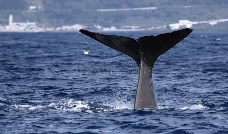 Whale watching Azores islands - sperm whale 01