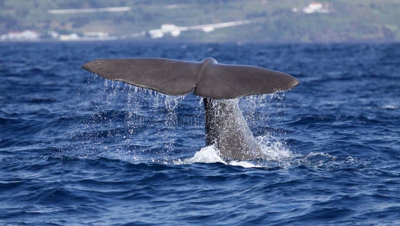 Sperm whale starts a deep dive - near shore waters south of Lajes do Pico (Pico Island, Azores). Sperm whale starts a deep dive - near shore waters south of Lajes do Pico (Pico Island, Azores)