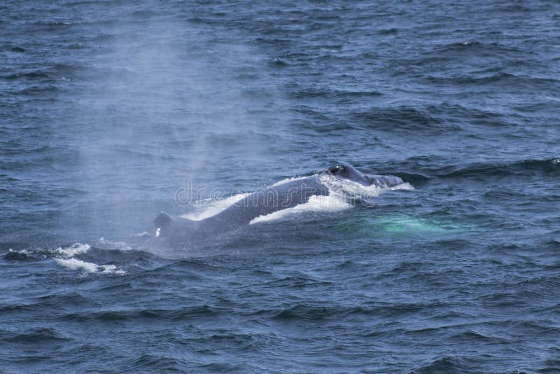 Whale watching. stock photo. Image of marine, underwater - 57132748