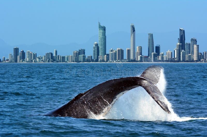 Whale Watching in Gold Coast Australia