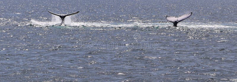 Whale Watching in Port Stephens,australia Stock Photo - Image of reef