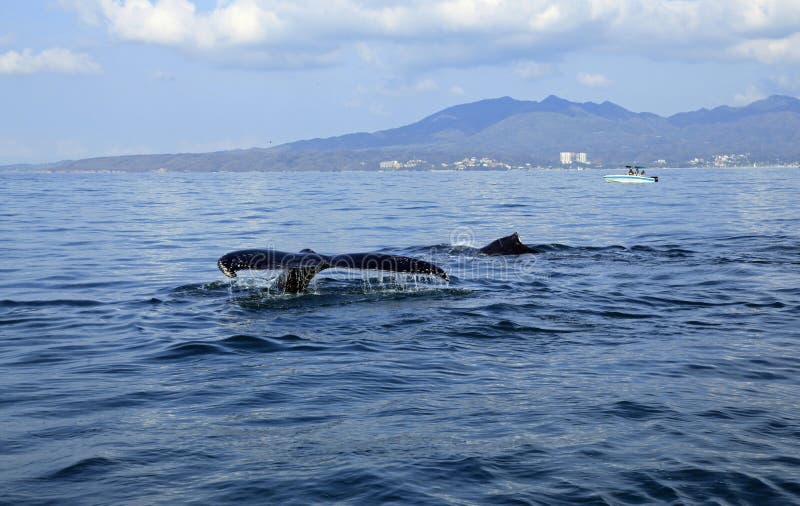 Whale Watching in Puerto Vallarta Stock Photo - Image of banderas