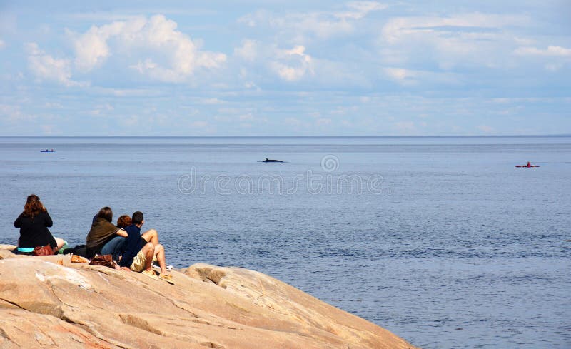 Sea Kayaks And Whale Watching Boats Ready For Tourists In Bar Harbor