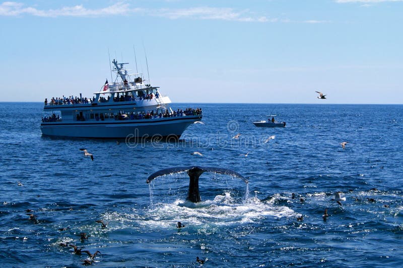 Whale Watching