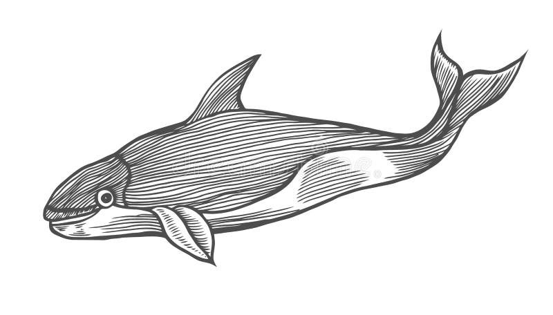 Whale water animal engraving vector illustration. Scratch board style imitation. Hand drawn image.