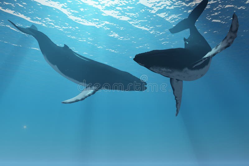 Dvě velryby Hrbaté rozpustilost v paprsky světla od slunce.