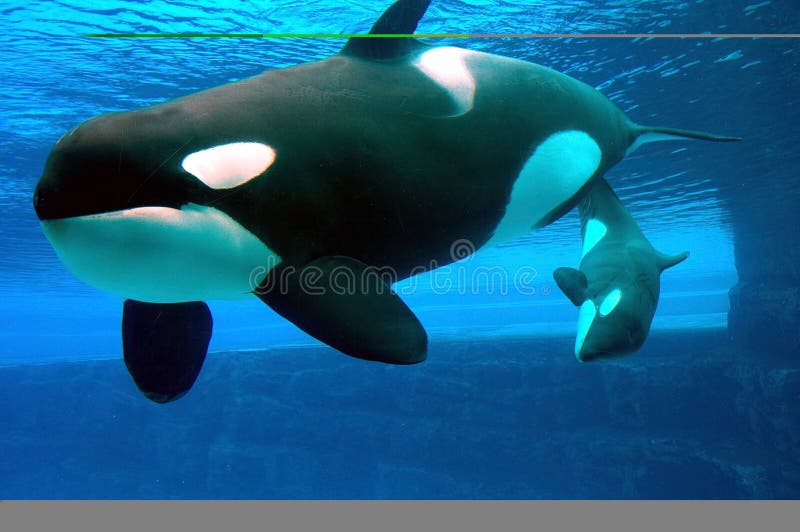 Fotografie, kterou jsem pořídil na Marineland v Niagara Falls, Ontario v Kanadě letos v létě.