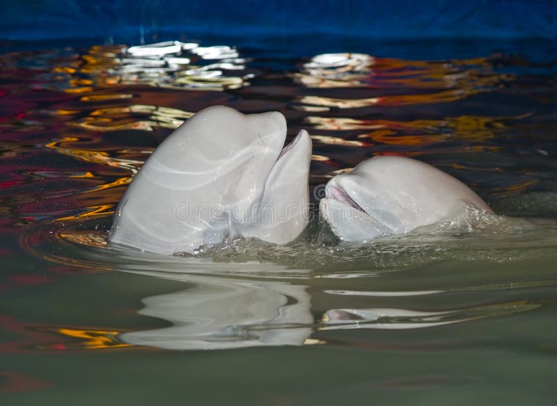 White whale pair in pool close-up. indoor light. White whale pair in pool close-up. indoor light