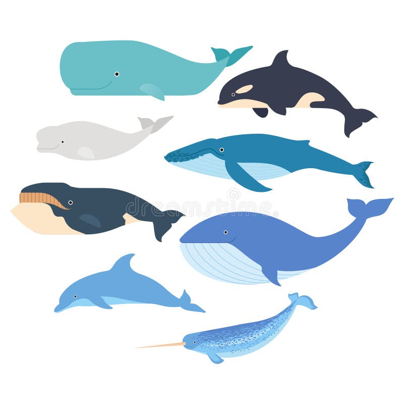 Whales and dolphin set. Marine mammals illustration. Narwhal, blue whale, dolphin, beluga whale, humpback whale, bowhead royalty free illustration Whales and dolphin set. Marine mammals illustration. Narwhal, blue whale, dolphin, beluga whale, humpback whale, bowhead royalty free illustration