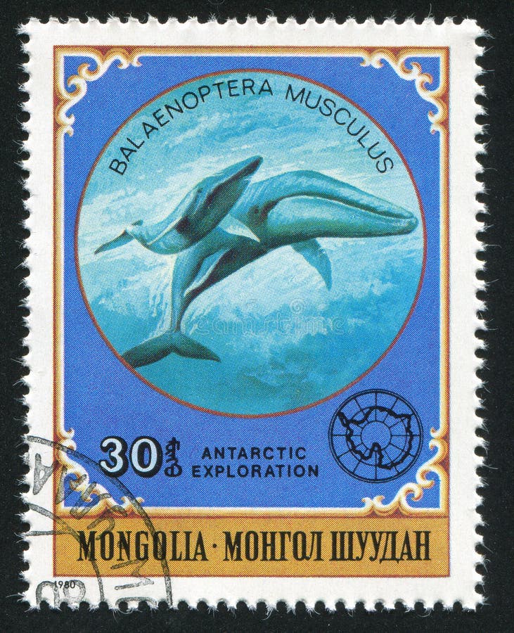 MONGOLIA - CIRCA 1980: stamp printed by Mongolia, shows Two whales, circa 1980
