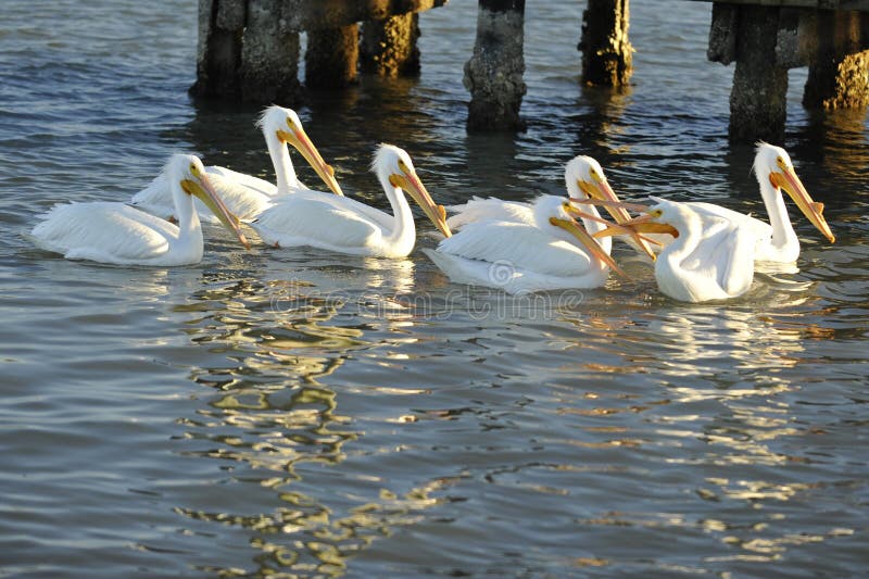 What Did You Say? White Pelicans Squabble royalty free stock photography What Did You Say? White Pelicans Squabble royalty free stock photography
