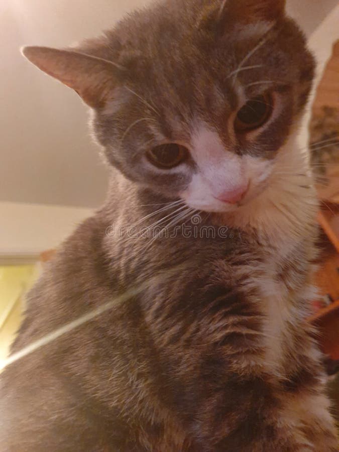 What& x27; s che gattino? fotografia stock libera da diritti What& x27; s che gattino? fotografia stock libera da diritti