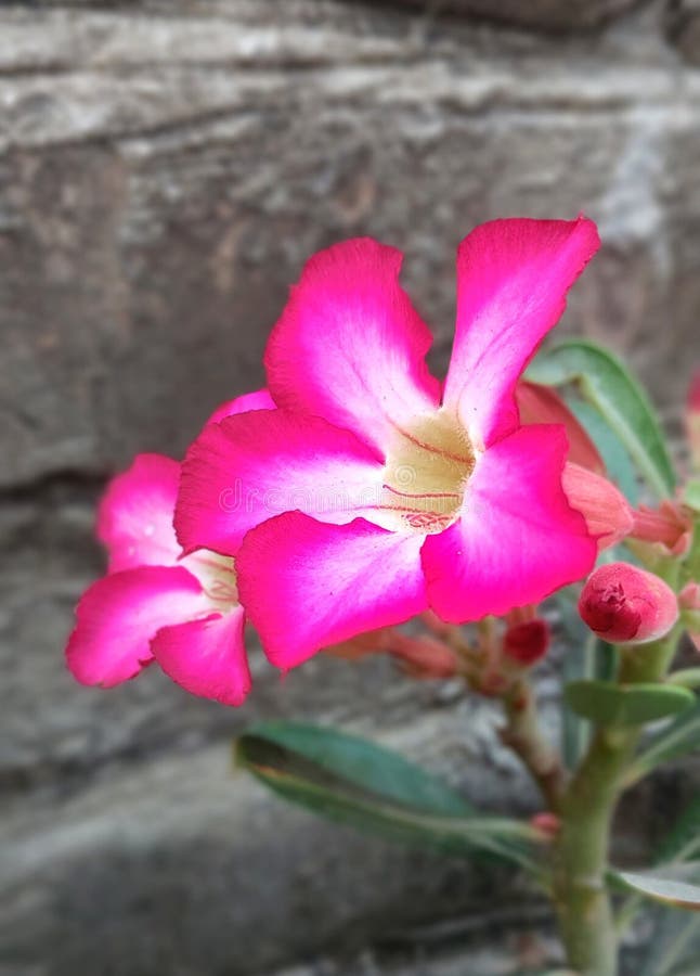 What a Wonderful Flower Looks Awesome Stock Photo Image of wildflower
