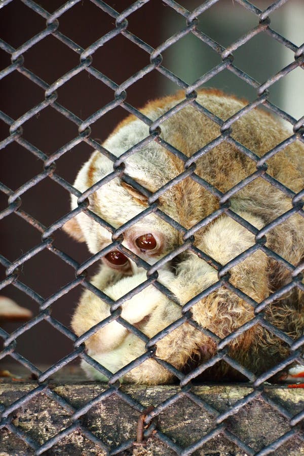 Loris in the cage royalty free stock photos