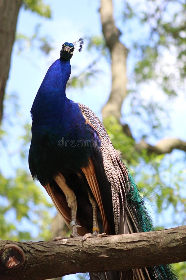 What are you looking at royalty free stock photography What are you looking at royalty free stock photography