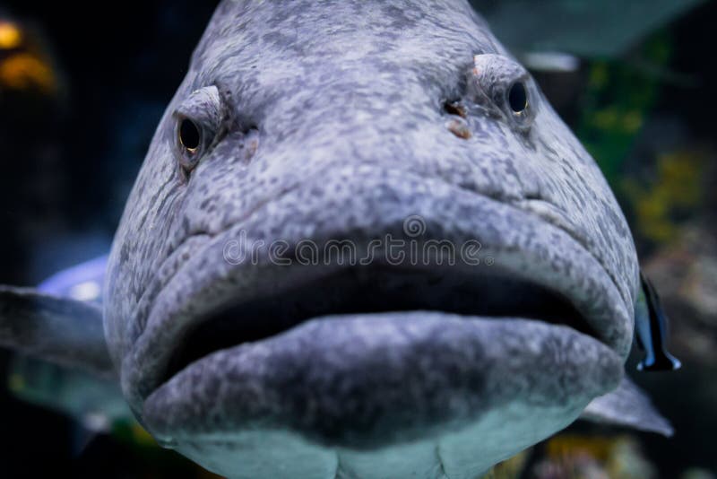 Big Angry Fish Stock Photo. Image Of Madness, Scary, Fish - 37222216